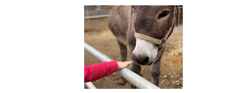 Fairytale Farm Miniature Horse and Donkey Rescue