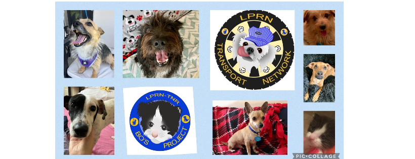 Lucky Penny Rescue Network Inc