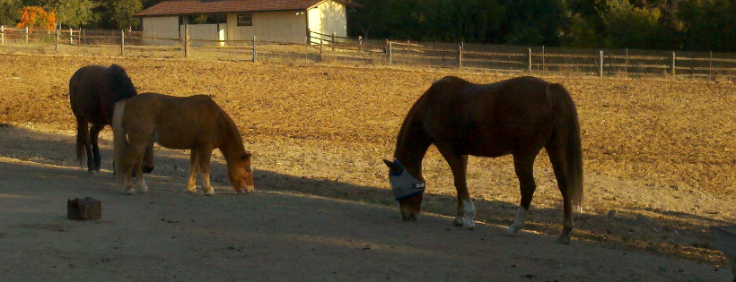 Happy Endings Animal Rescue Sanctuary
