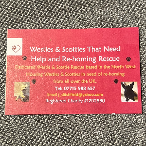 Westies and Scottie’s that Need Help and Re-homing Rescue