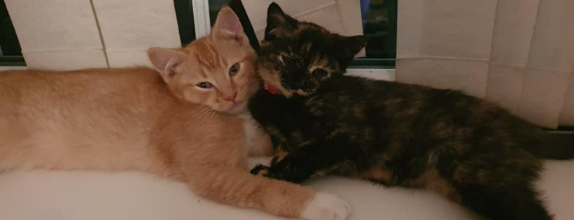 Saving Strays Animal Rescue