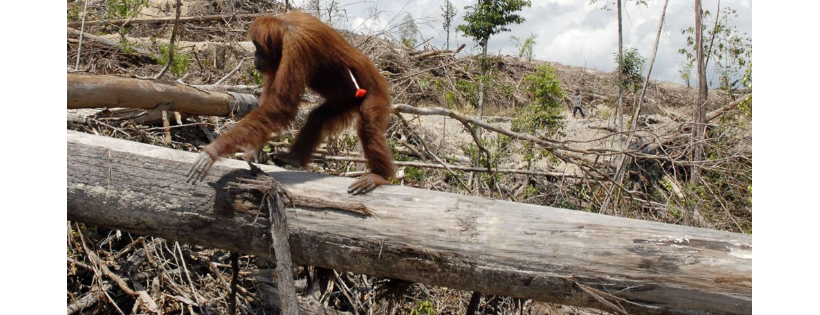 Endangered Species International