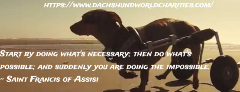 Dachshund World Charities